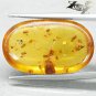 12.81 CT.Natural Oval 16*27 mm. Perfect Lot Insect Fossils Whiskey Yellow Copal