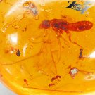 14.68 CT.Natural Oval 20*23 mm. Perfect Big Red Ant Fossil Brandy Yellow Copal