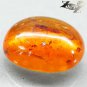 14.68 CT.Natural Oval 20*23 mm. Perfect Big Red Ant Fossil Brandy Yellow Copal