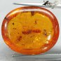 14.68 CT.Natural Oval 20*23 mm. Perfect Big Red Ant Fossil Brandy Yellow Copal