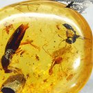 15.67CT.Natural Oval 21*23mm Perfect Big Water Bug Black Ant Insect Fossil Copal