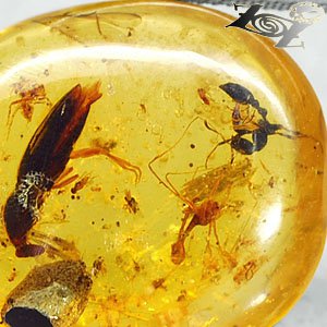 15.67CT.Natural Oval 21*23mm Perfect Big Water Bug Black Ant Insect Fossil Copal