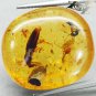 15.67CT.Natural Oval 21*23mm Perfect Big Water Bug Black Ant Insect Fossil Copal