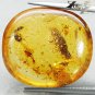 15.67CT.Natural Oval 21*23mm Perfect Big Water Bug Black Ant Insect Fossil Copal