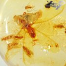 16.78 CT.Natural Oval 22*29mm Perfect Spider Ant Moth Fossil Brandy Yellow Copal