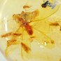 16.78 CT.Natural Oval 22*29mm Perfect Spider Ant Moth Fossil Brandy Yellow Copal