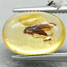 2.57 CT.Natural Oval 10*14.5 mm. Headless Moth Fossil Brandy Yellow Mada Copal