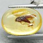 2.57 CT.Natural Oval 10*14.5 mm. Headless Moth Fossil Brandy Yellow Mada Copal