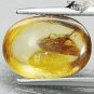 2.57 CT.Natural Oval 10*14.5 mm. Headless Moth Fossil Brandy Yellow Mada Copal