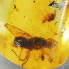 21.39 CT.Natural Cylinder 15*29 mm. Perfect Dragonfly Fly Fossil Yellow Copal