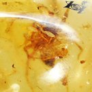 25.62 CT.Natural Oval 22*27.5 mm. Perfect Spider Fossil Madagascar Copal Gems