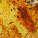 26.76 CT.Natural Pear 28.33 mm. Spider Cockroach Fossils Brandy Yellow Copal Gem