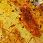 26.76 CT.Natural Pear 28.33 mm. Spider Cockroach Fossils Brandy Yellow Copal Gem