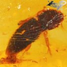 27.27 CT.Natural Oval 21*30 mm. Perfect Water Bug Fossil Whiskey Yellow Copal