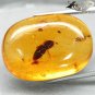 27.27 CT.Natural Oval 21*30 mm. Perfect Water Bug Fossil Whiskey Yellow Copal