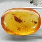 27.27 CT.Natural Oval 21*30 mm. Perfect Water Bug Fossil Whiskey Yellow Copal