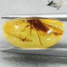 3.89 CT.Natural Oval 10*16 mm. Perfect Tussock Moth Fossil Brandy Yellow Copal