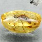 3.89 CT.Natural Oval 10*16 mm. Perfect Tussock Moth Fossil Brandy Yellow Copal