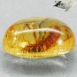 3.89 CT.Natural Oval 10*16 mm. Perfect Tussock Moth Fossil Brandy Yellow Copal