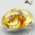 4.71 CT.Natural Oval 11.5*17 mm. Headless Tiger Moth Fossil Yellow Copal Gems