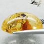4.71 CT.Natural Oval 11.5*17 mm. Headless Tiger Moth Fossil Yellow Copal Gems