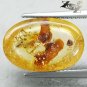 4.71 CT.Natural Oval 11.5*17 mm. Headless Tiger Moth Fossil Yellow Copal Gems