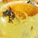 6.66 CT.Natural Oval 16*18 mm. Spider Leaf Fossil Brandy Yellow Madagascar Copal