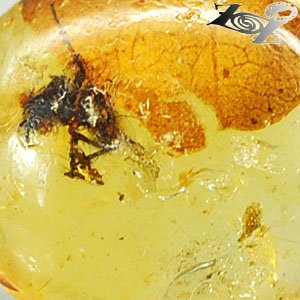 6.66 CT.Natural Oval 16*18 mm. Spider Leaf Fossil Brandy Yellow Madagascar Copal