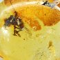 6.66 CT.Natural Oval 16*18 mm. Spider Leaf Fossil Brandy Yellow Madagascar Copal