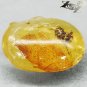 6.66 CT.Natural Oval 16*18 mm. Spider Leaf Fossil Brandy Yellow Madagascar Copal