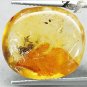 6.66 CT.Natural Oval 16*18 mm. Spider Leaf Fossil Brandy Yellow Madagascar Copal