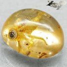 7.02 CT.Natural Oval 14.5*17 mm. Headless Grasshopper Fossil Brandy Yellow Copal