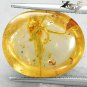 7.02 CT.Natural Oval 14.5*17 mm. Headless Grasshopper Fossil Brandy Yellow Copal