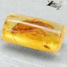 7.35 CT.Natural Cylinder 10*20 mm. Clear Cockroach Fossil Brandy Yellow Copal
