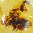 8.55 CT.Natural Oval 15.5*20 mm. Bee Fossil Inside Madagascar Yellow Copal Gems