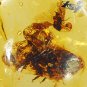 8.55 CT.Natural Oval 15.5*20 mm. Bee Fossil Inside Madagascar Yellow Copal Gems