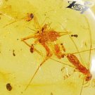 9.11 CT.Natural Oval 17*23 mm. Perfect Moth Ant Fossils Madagascar Yellow Copal