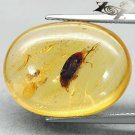 9.5 CT.Natural Oval 16.5*22 mm. Perfect Water Bug Fossil Madagascar Yellow Copal