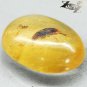 9.5 CT.Natural Oval 16.5*22 mm. Perfect Water Bug Fossil Madagascar Yellow Copal