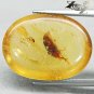 9.5 CT.Natural Oval 16.5*22 mm. Perfect Water Bug Fossil Madagascar Yellow Copal