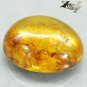 9.6 CT.Natural Oval 17.5*20.5 mm. Insect Plant Fossils Madagascar Yellow Copal