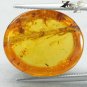 9.6 CT.Natural Oval 17.5*20.5 mm. Insect Plant Fossils Madagascar Yellow Copal