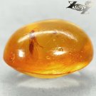 5.93 Ct.Natural Oval 13.5*17 mm Prefect Mayfly Insect Fossil Inside Yellow Copal