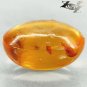5.93 Ct.Natural Oval 13.5*17 mm Prefect Mayfly Insect Fossil Inside Yellow Copal