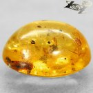 5.28 CT.Natural Oval 13*16 mm.Perfect Moth Fossil Inside Madagascar Yellow Copal
