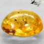 5.28 CT.Natural Oval 13*16 mm.Perfect Moth Fossil Inside Madagascar Yellow Copal