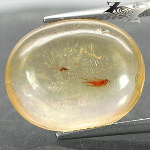 4.36 CT.Natural Oval 14*17 mm Perfect Moth Fossil Inside Madagascar Yellow Copal