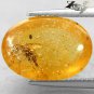 3.61 CT.Natural Oval 11.5*16 mm. Perfect Mosquito Fossil Madagascar Yellow Copal