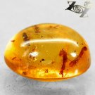 4.46 CT.Natural Oval 11.5*15 mm. Insect Fossils Inside Madagascar Yellow Copal