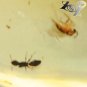 15.34 CT.Natural Oval 16 * 24 mm. Perfect Insects Fossils Brandy Yellow Copal